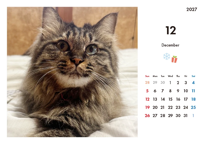 「ニャンかれ」 猫たちと過ごす12ヶ月 12月